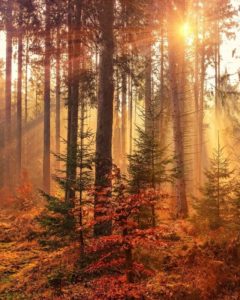 forêt et rayons de soleil