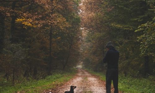 6 lieux pour se promener avec votre chien